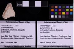 Foto (Objekt + Etiketten) von Culmenformosa sp. (NHMW-GEO-1990-0041-0514)